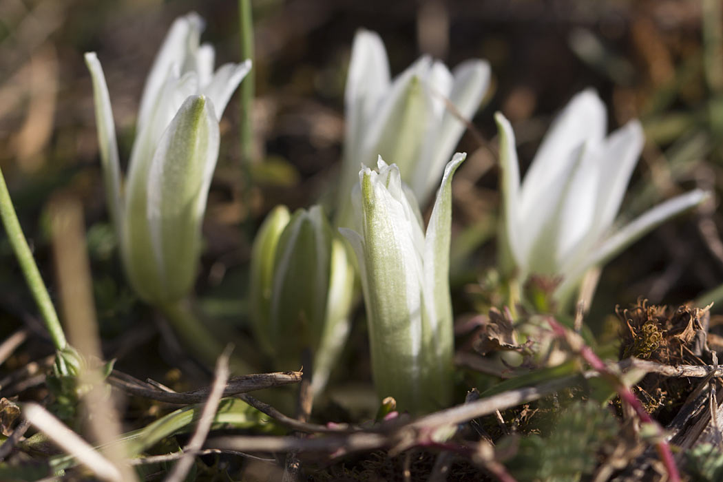 Изображение особи Ornithogalum sibthorpii.