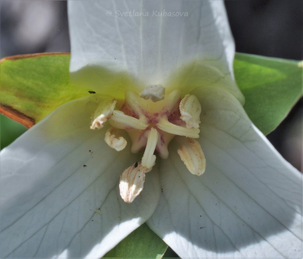 Image of Trillium flexipes specimen.