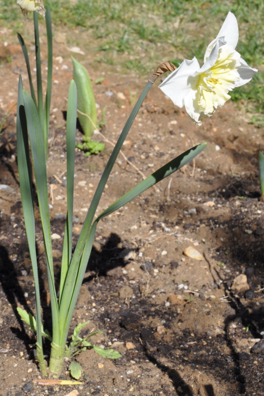 Image of genus Narcissus specimen.