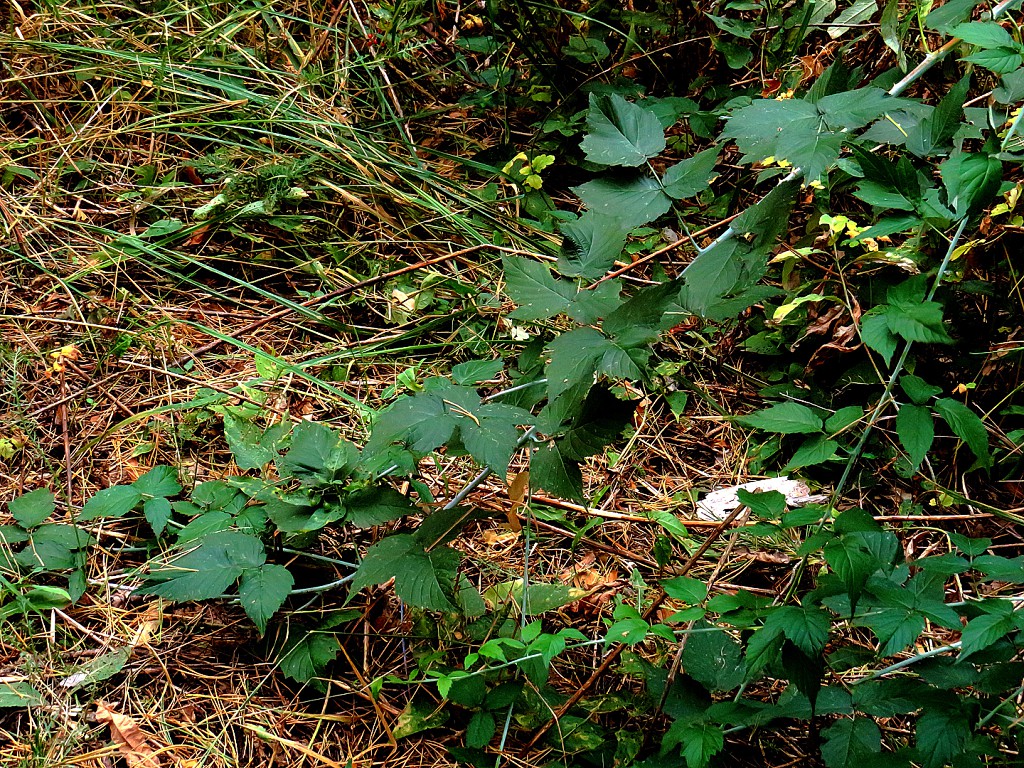 Image of Rubus occidentalis specimen.