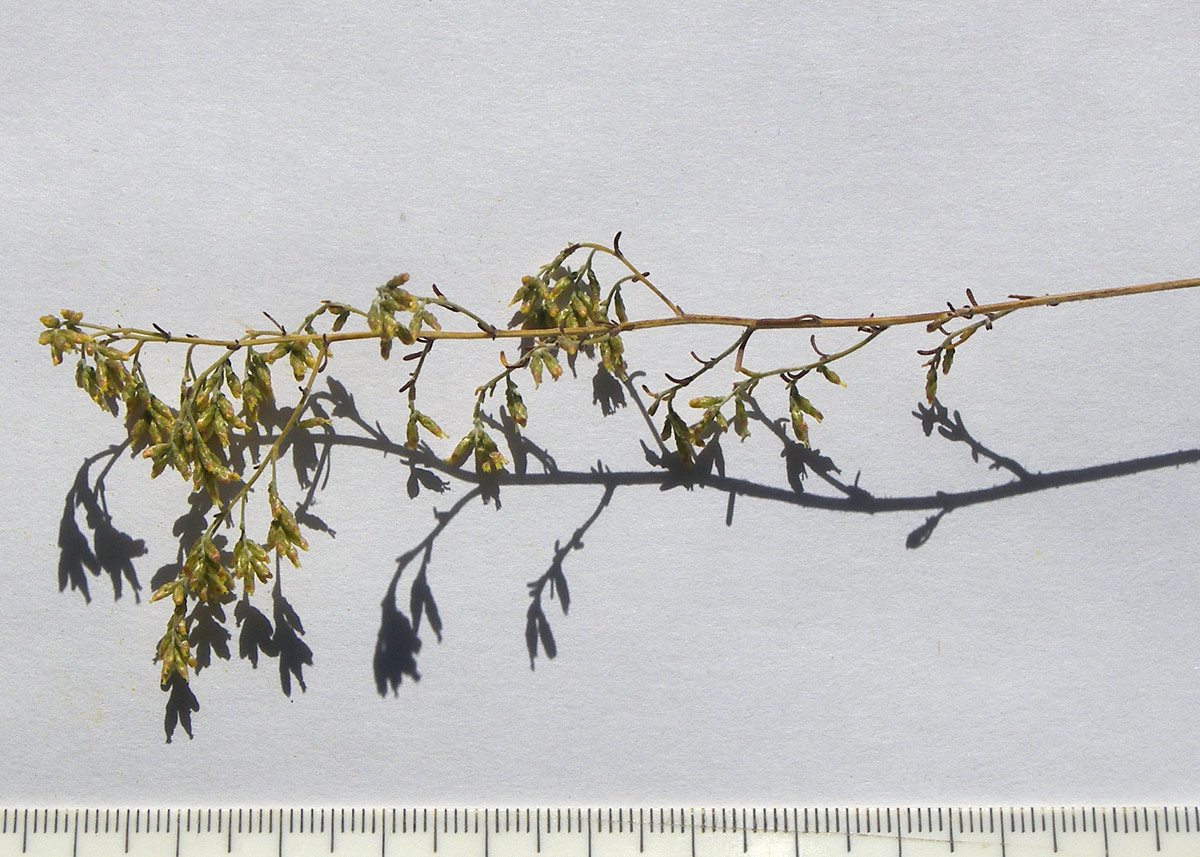 Image of Artemisia santonicum specimen.