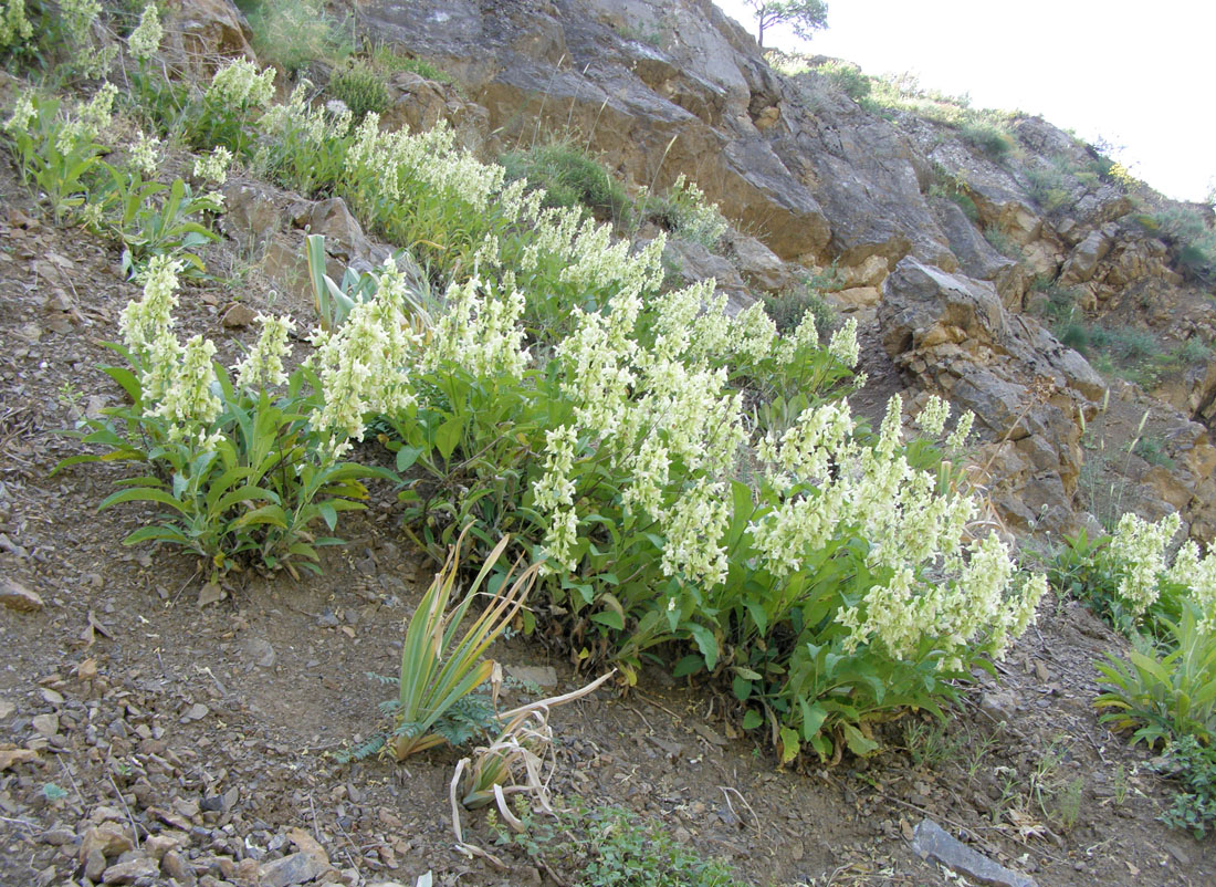 Изображение особи Salvia korolkowii.