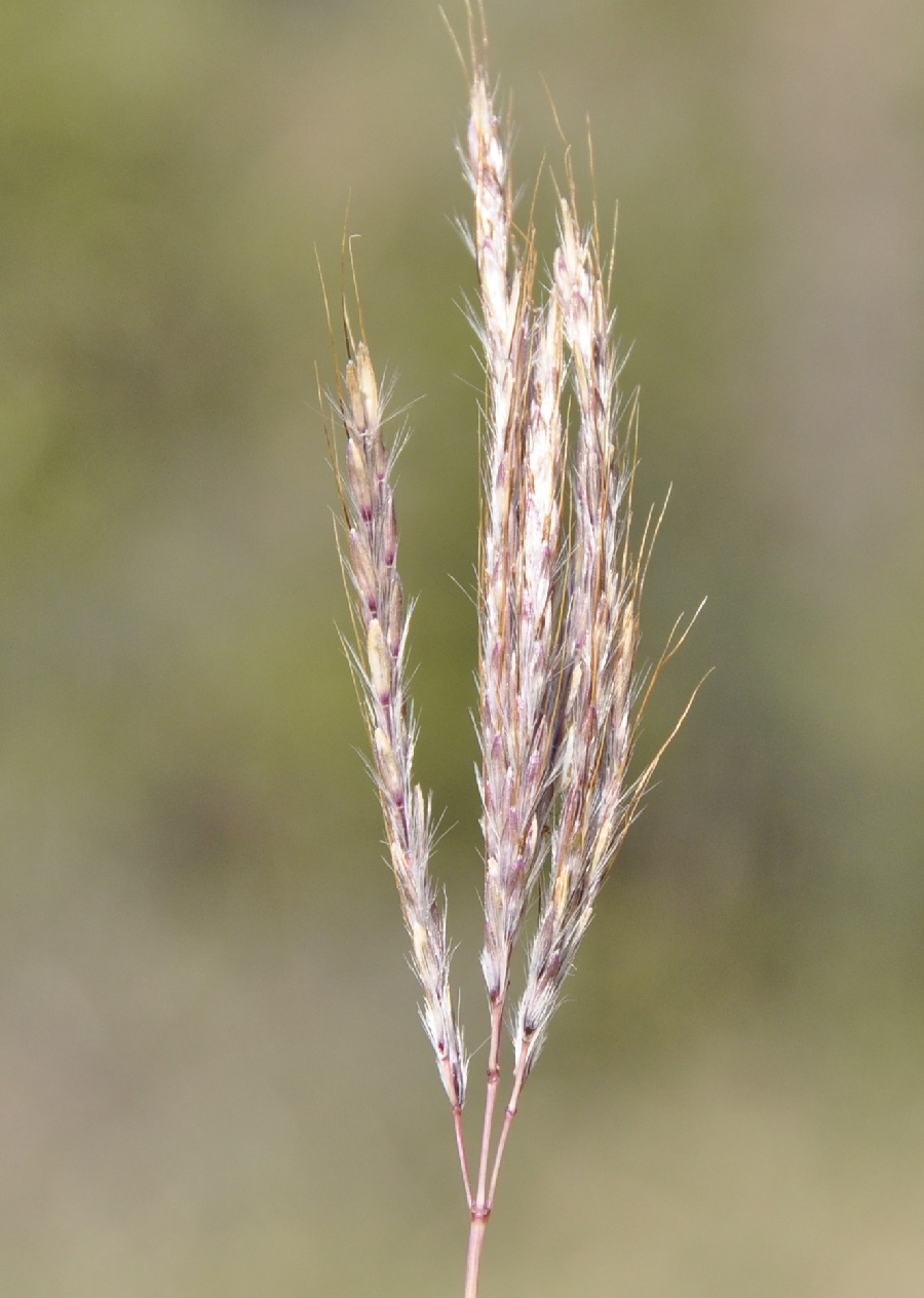 Image of Bothriochloa ischaemum specimen.