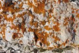 Rusavskia elegans. Слоевища. Адыгея, Кавказский биосферный заповедник, северо-восточный склон горы Оштен, ≈ 2200 м н.у.м., на скале. 17.10.2015.