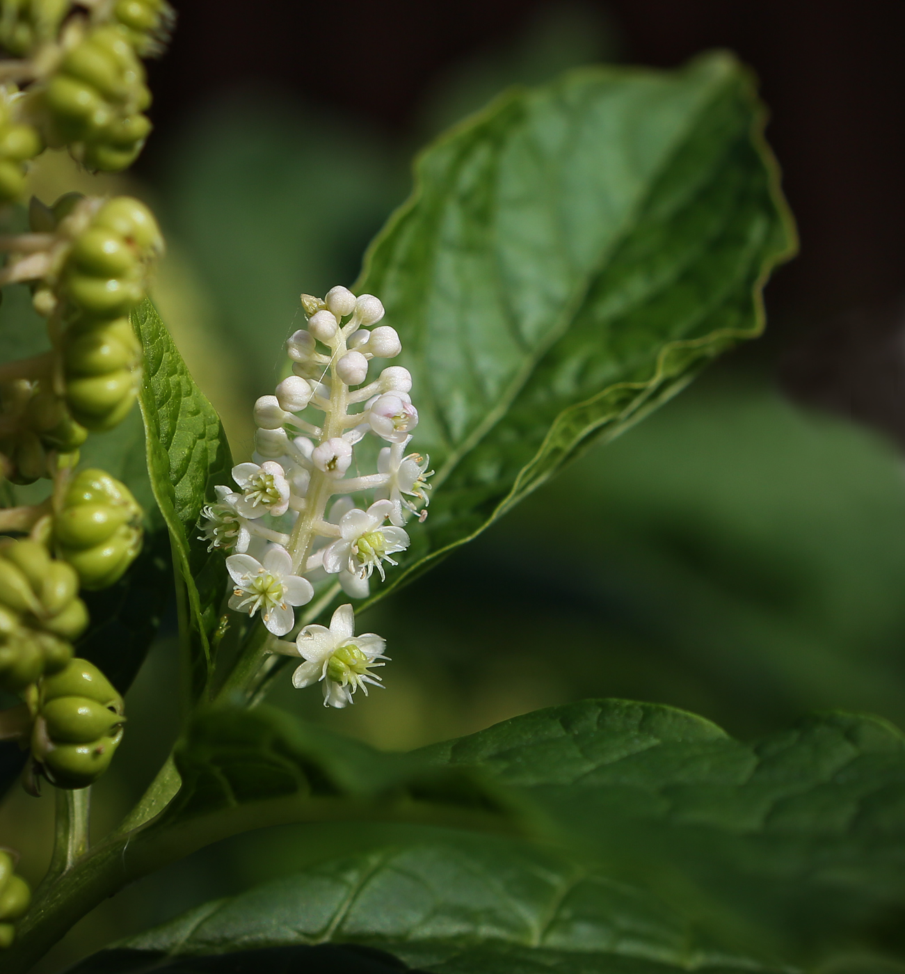 Изображение особи Phytolacca acinosa.