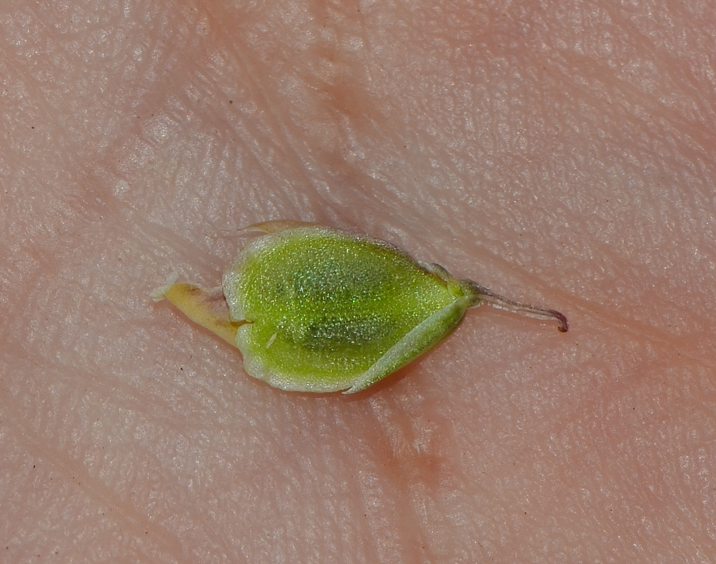 Image of Polygala monspeliaca specimen.