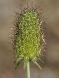 Sixalix atropurpurea ssp. maritima