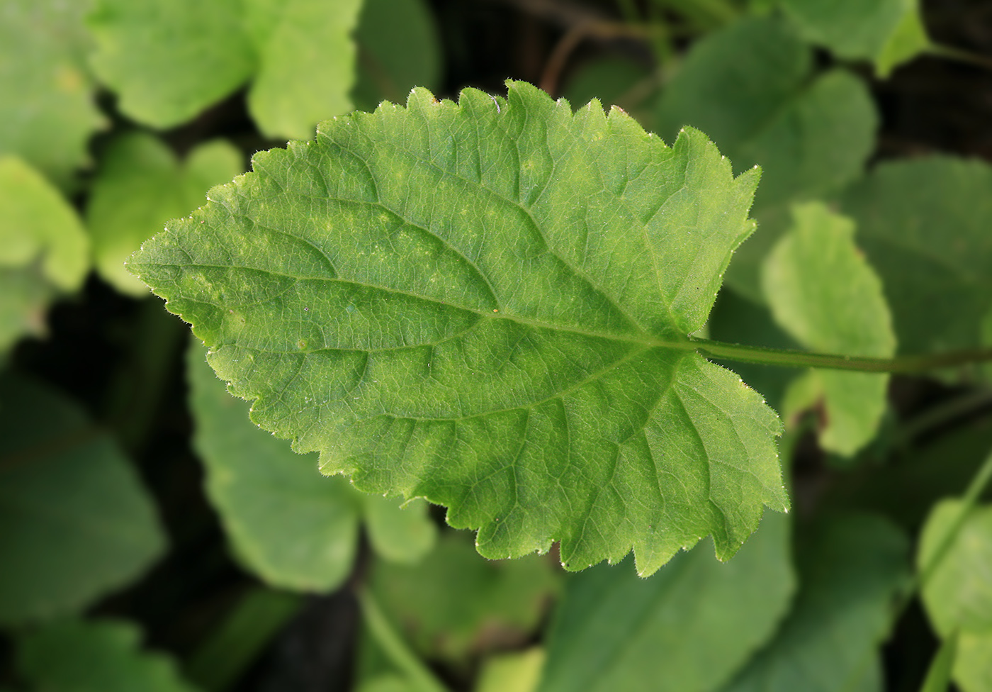 Image of Campanula rapunculoides specimen.