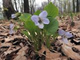 Viola mirabilis. Цветущее растение. Ульяновское Заволжье, берег р. Волга, берёзово-дубовый лес. 03.05.2017.