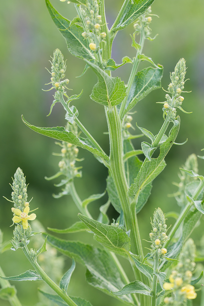 Image of Verbascum lychnitis specimen.