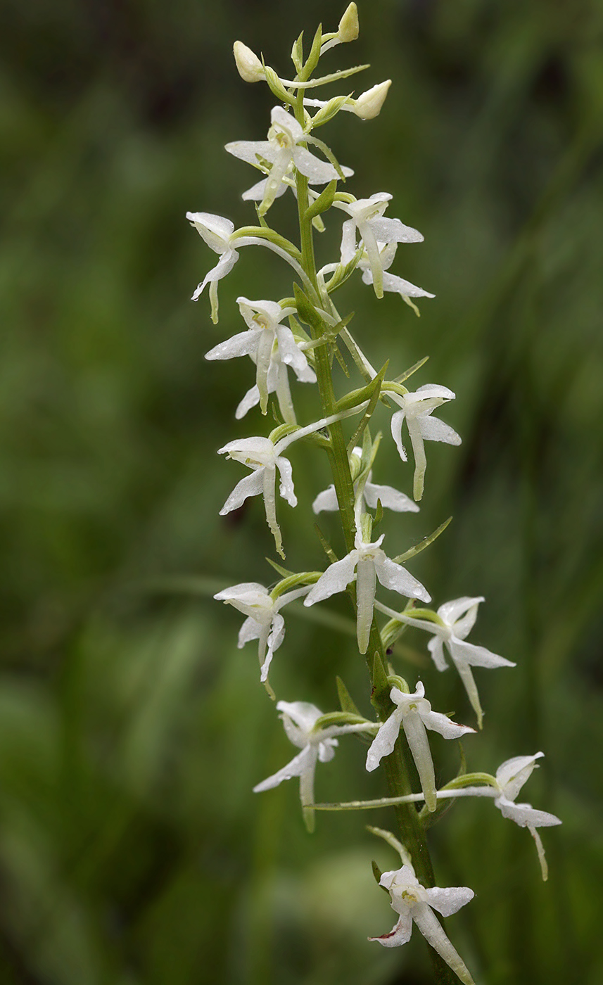 Изображение особи Platanthera bifolia.