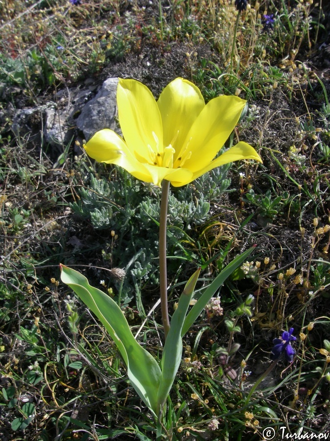 Image of Tulipa suaveolens specimen.