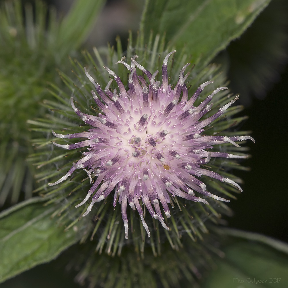 Image of Arctium minus specimen.