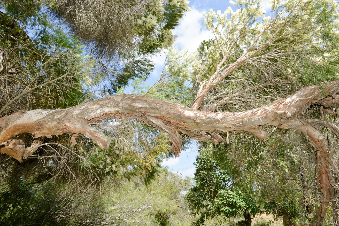 Image of Melaleuca halmaturorum specimen.