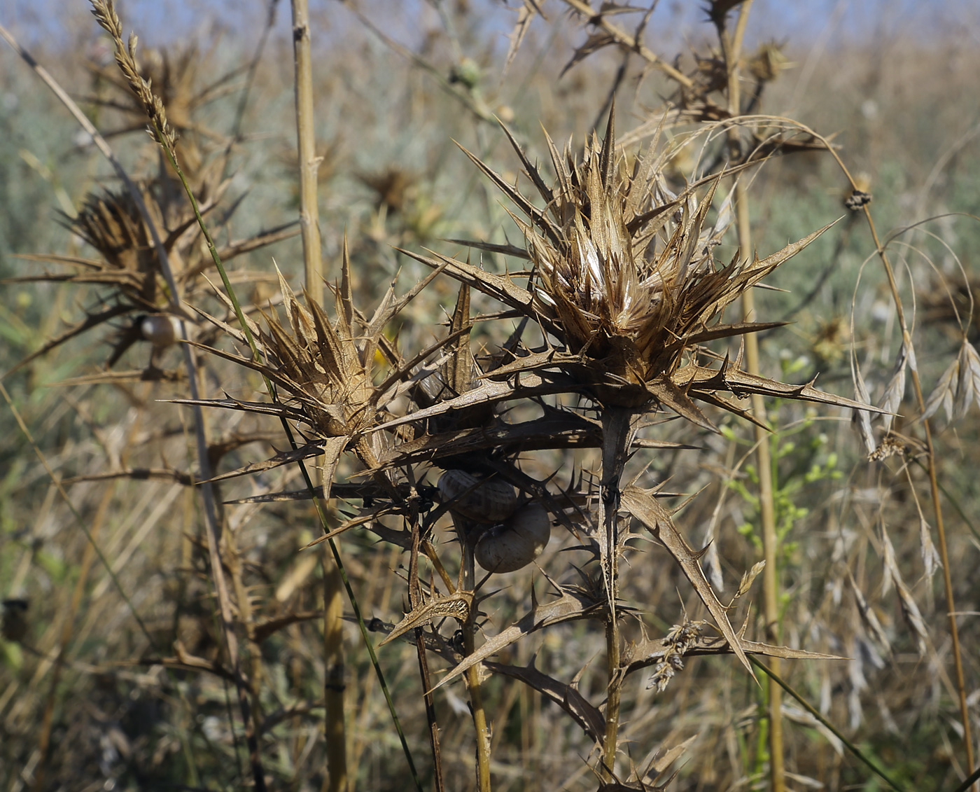 Изображение особи Carthamus lanatus.