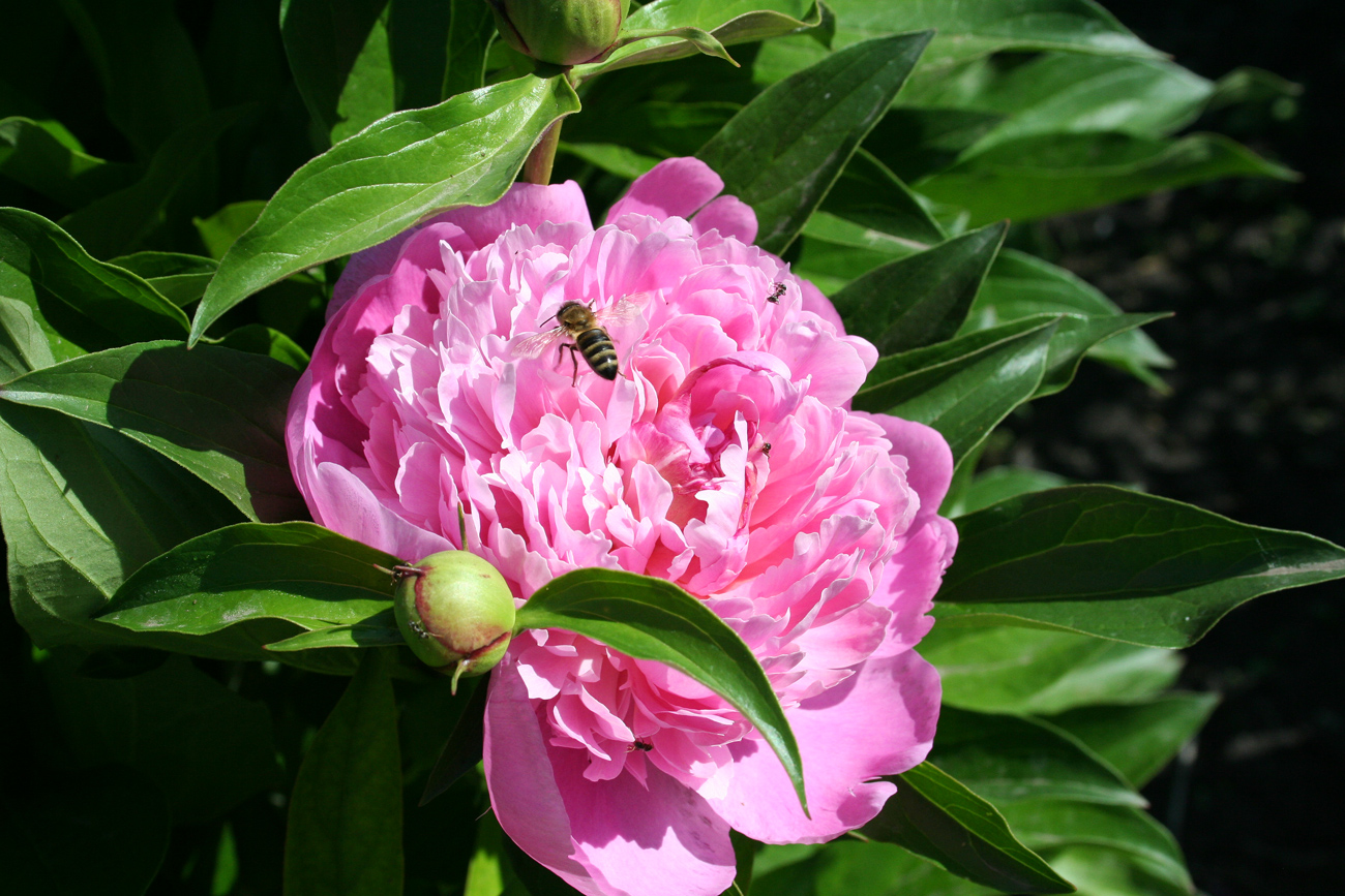 Image of Paeonia lactiflora specimen.