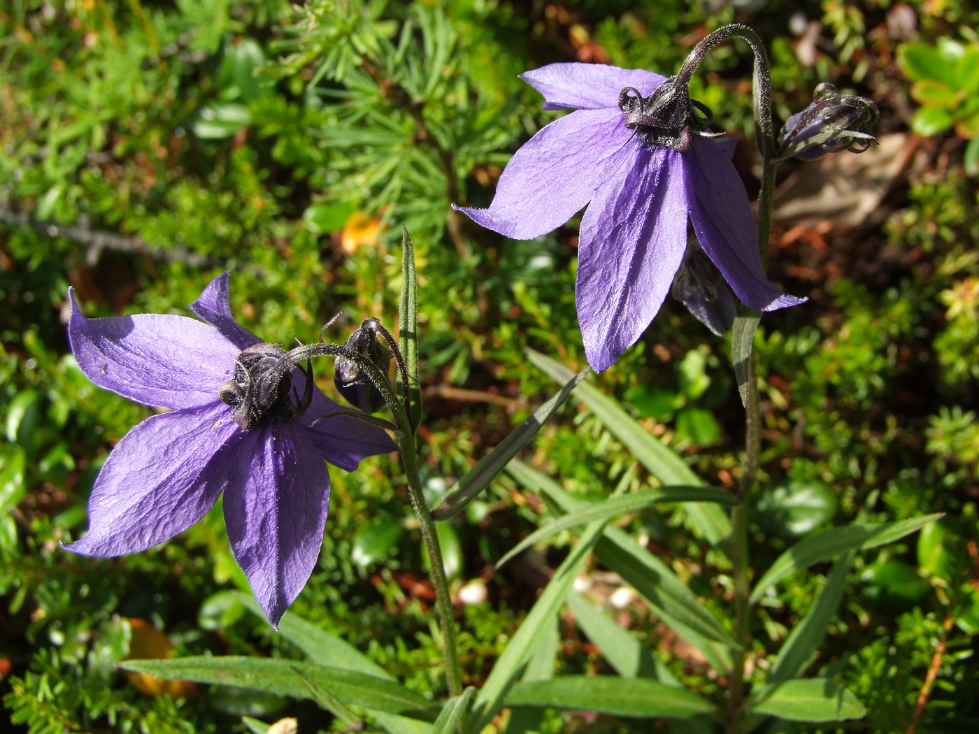 Image of Astrocodon expansus specimen.