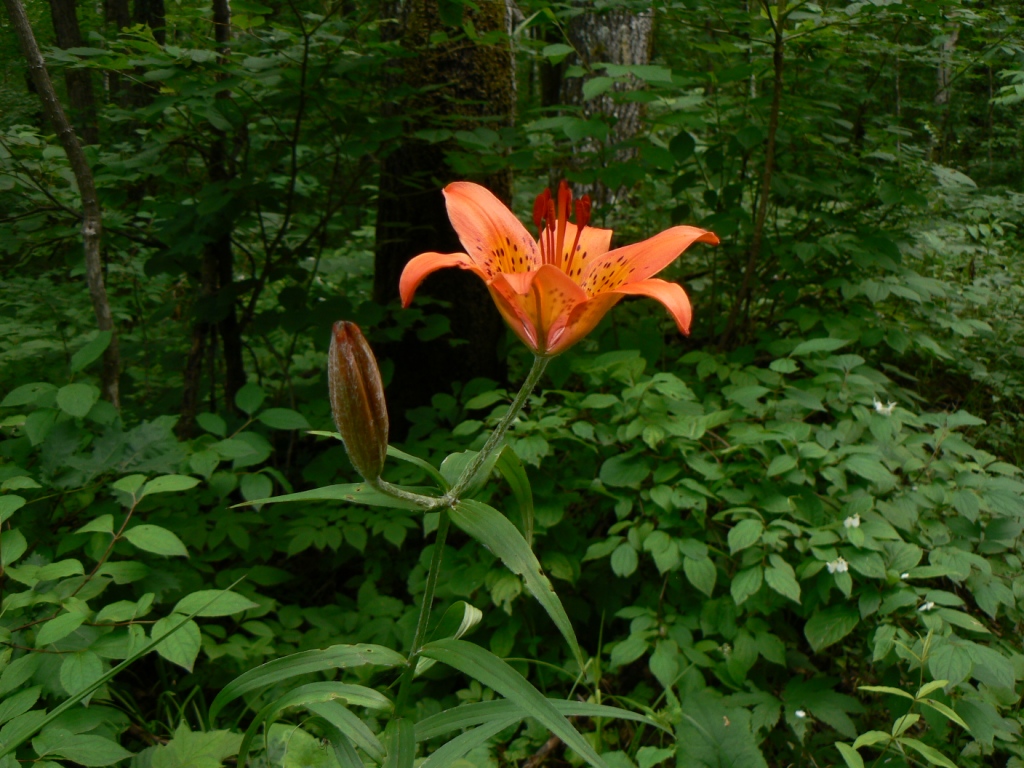 Image of Lilium pensylvanicum specimen.