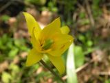 Tulipa biebersteiniana