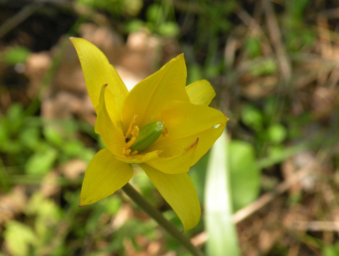 Image of Tulipa biebersteiniana specimen.