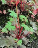 Geranium lucidum. Нижняя часть цветущего растения. Краснодарский край, Абинский р-н, окр. пос. Новый, скалы Новые. 03.05.2017.