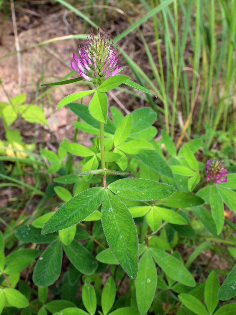 Image of Trifolium medium specimen.