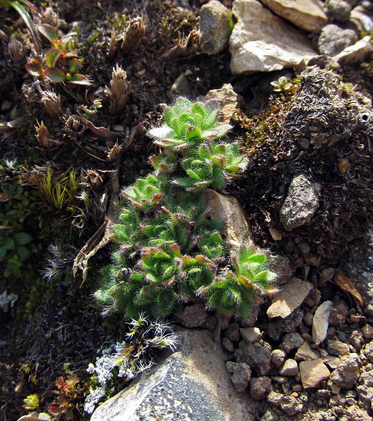 Изображение особи Draba aleutica.