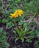 Taraxacum stevenii