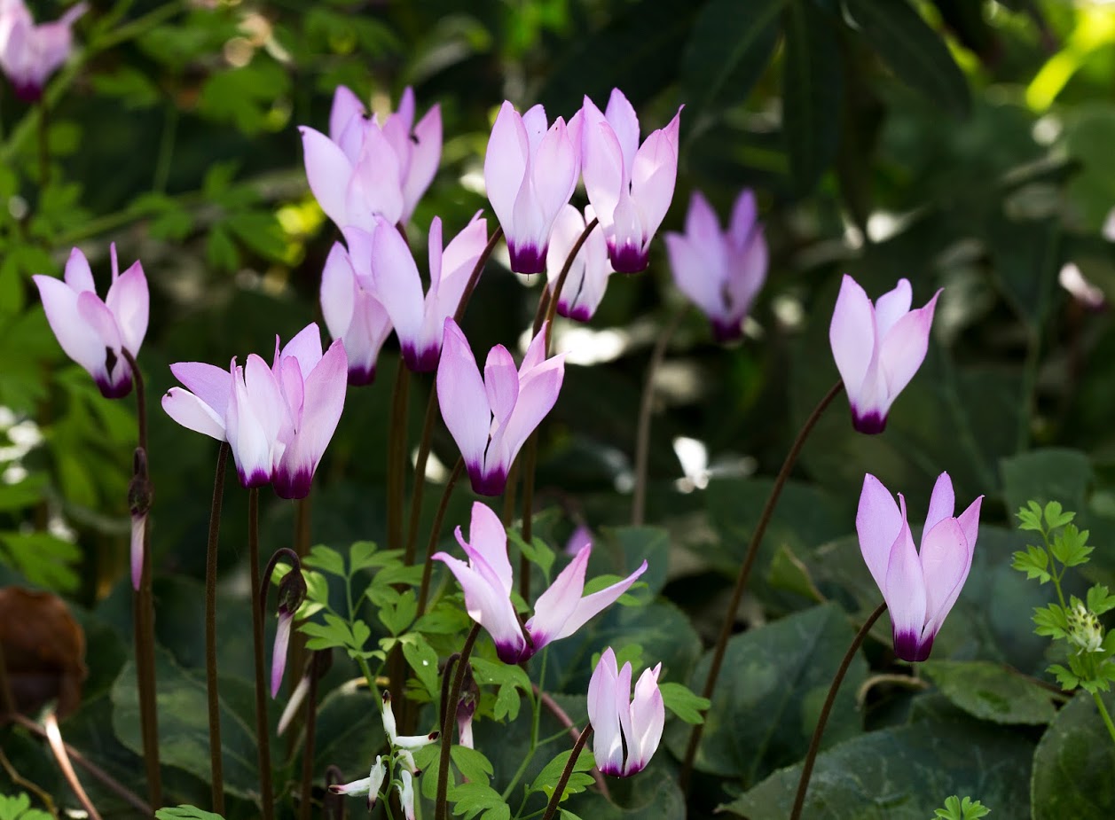 Image of Cyclamen persicum specimen.