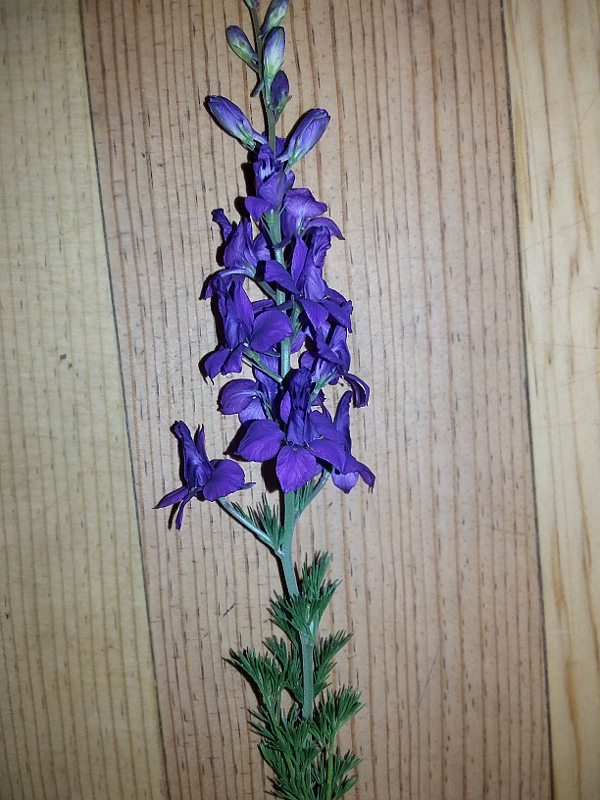 Image of familia Ranunculaceae specimen.