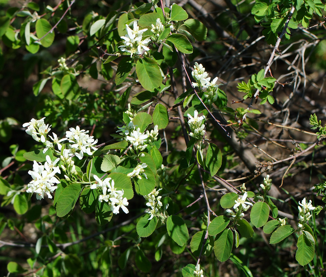 Изображение особи Amelanchier ovalis.