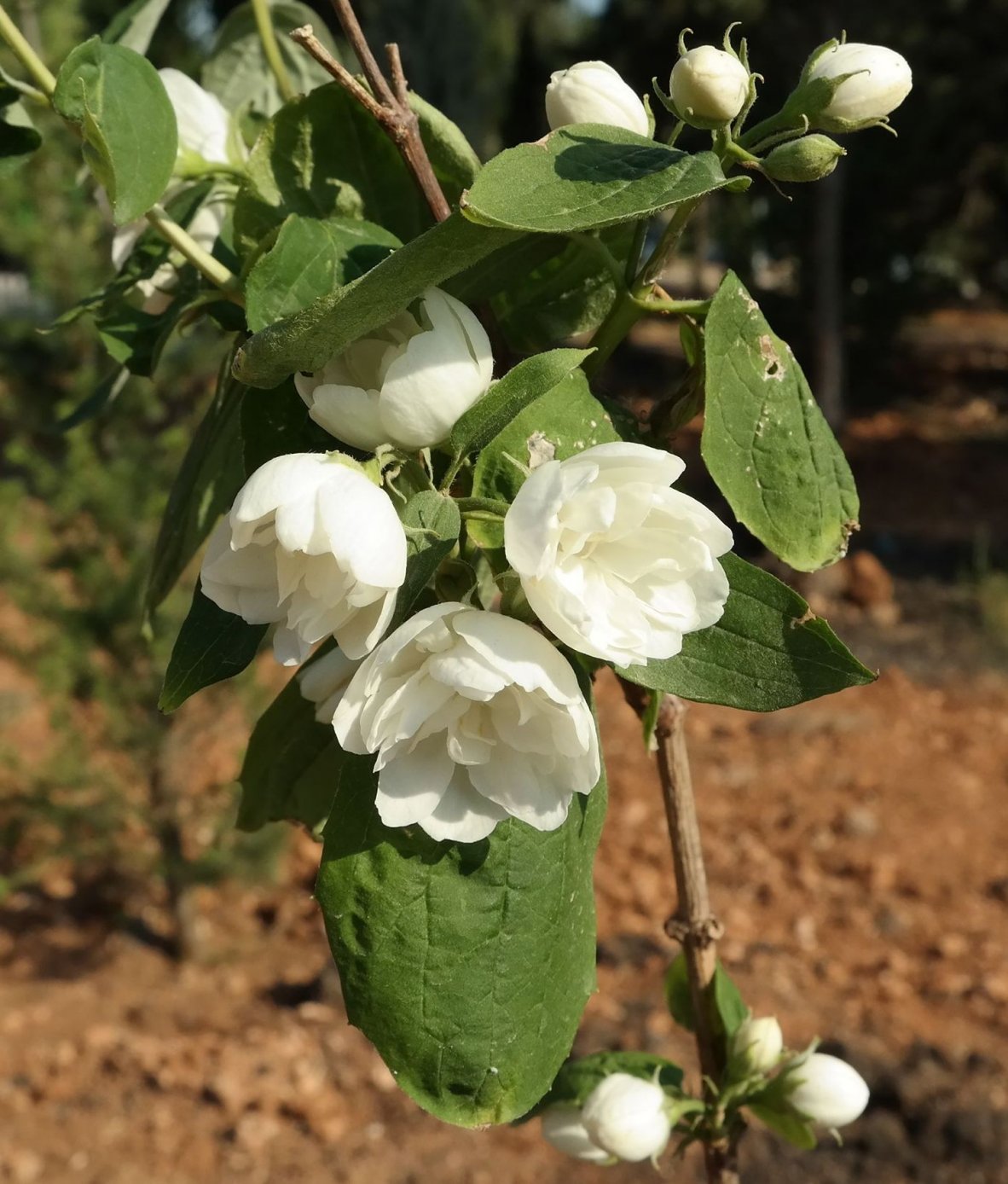 Image of genus Philadelphus specimen.