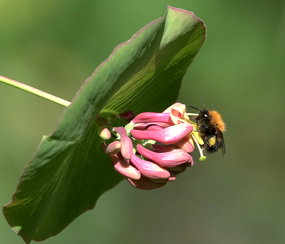 Изображение особи Lonicera dioica.