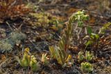 Sempervivum ruthenicum