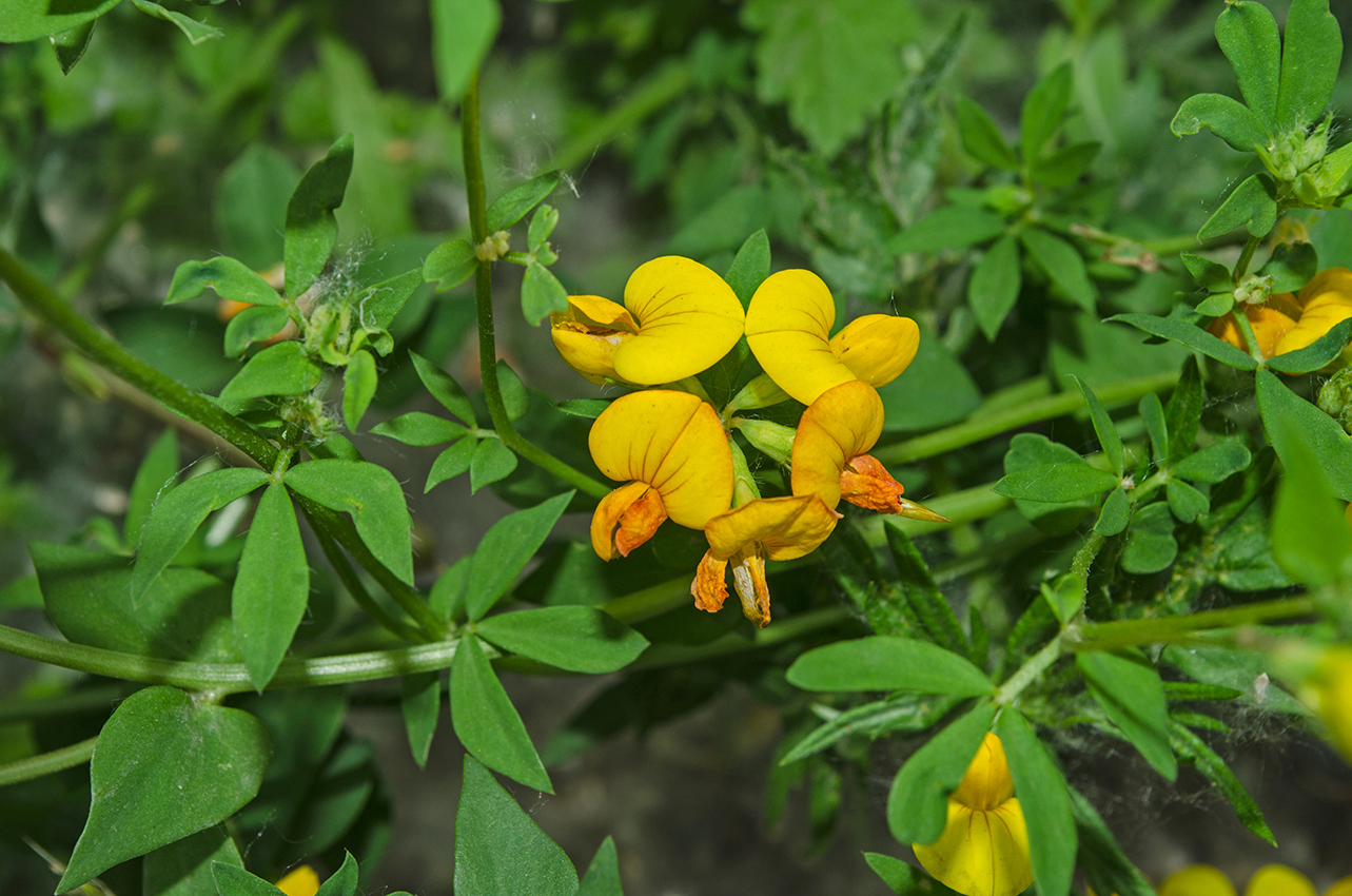 Image of Lotus arvensis specimen.