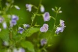 Смотреть изображение Veronica vindobonensis