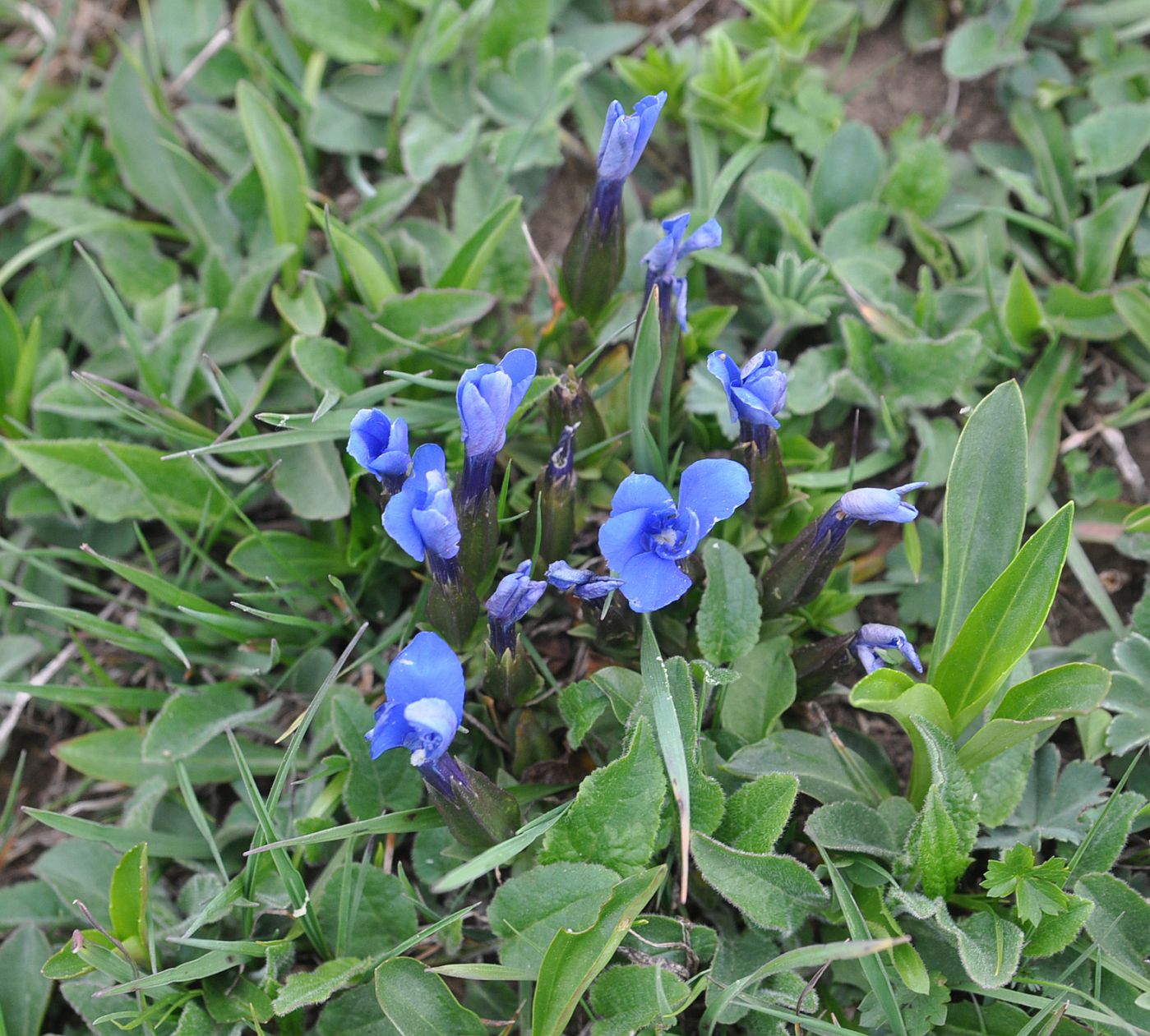 Image of Gentiana angulosa specimen.