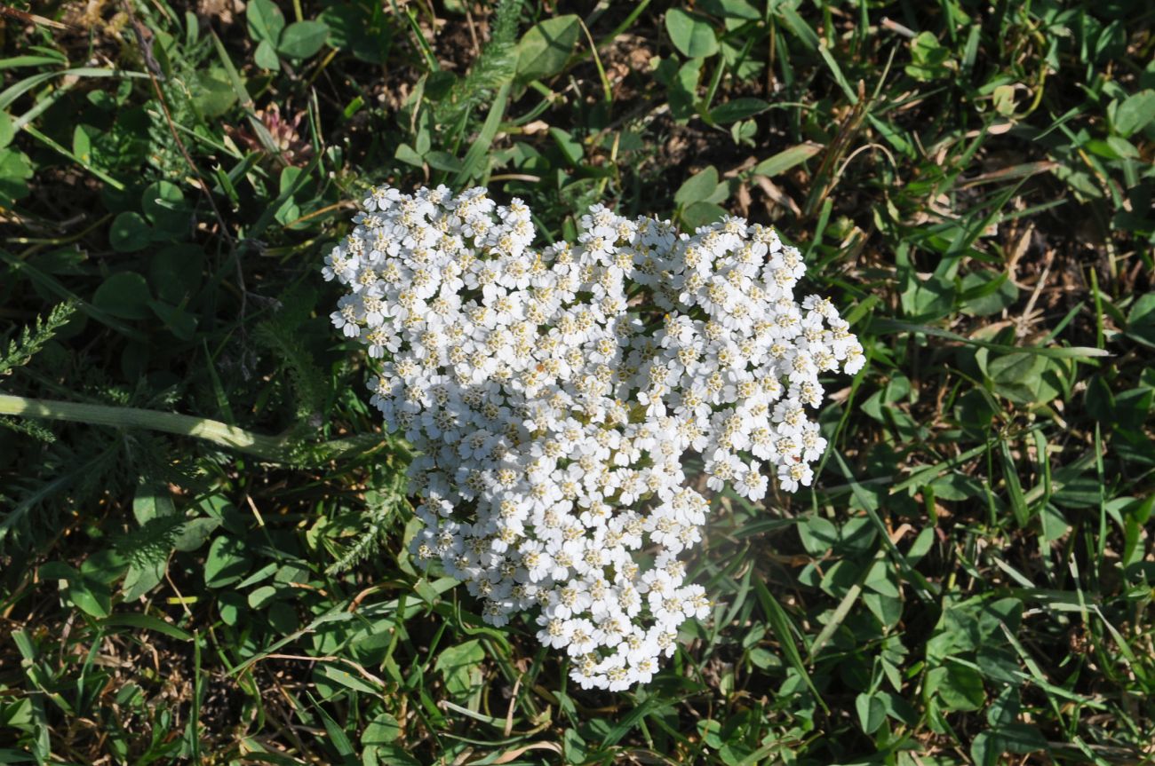 Image of Achillea setacea specimen.