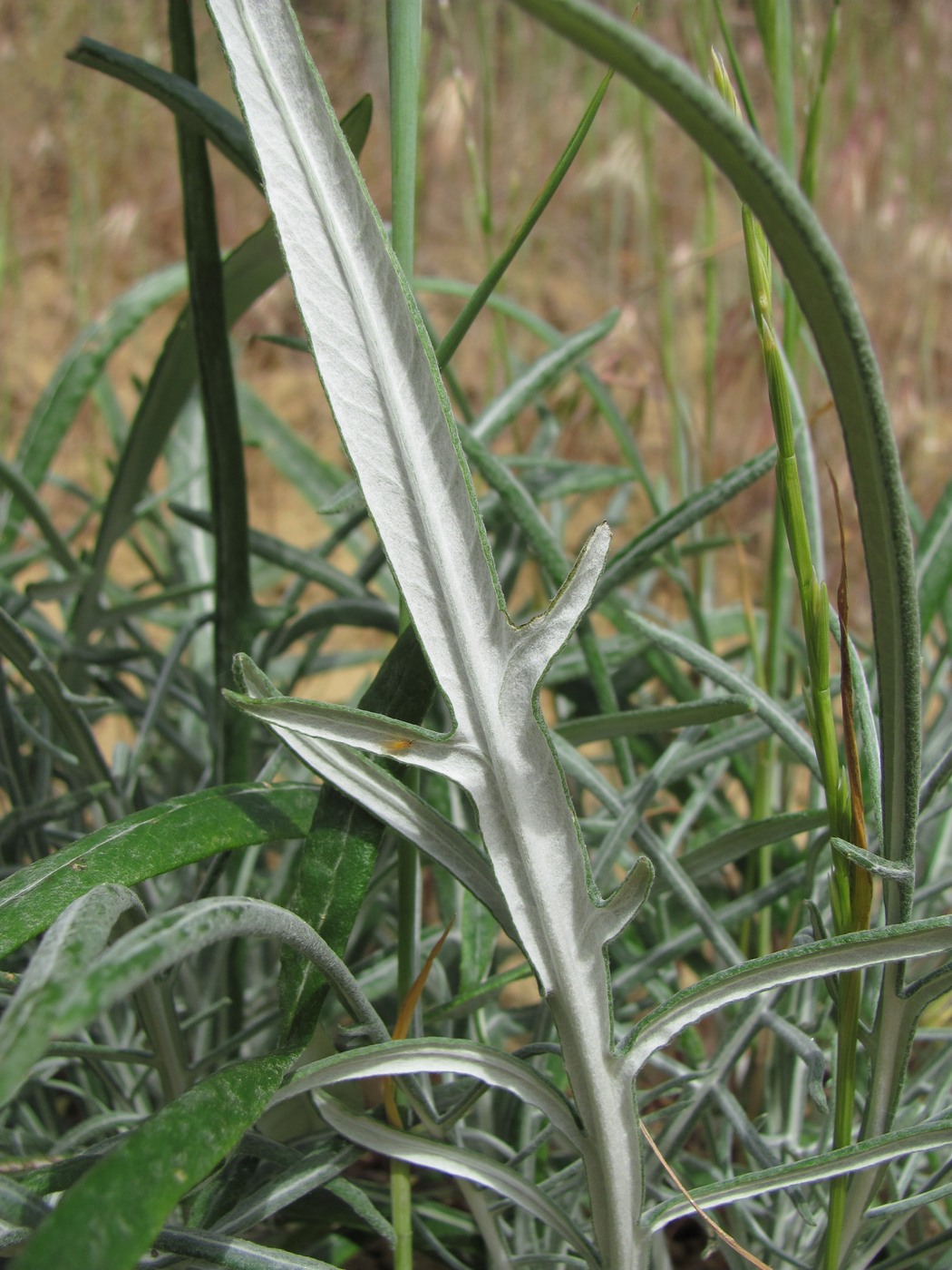 Image of Jurinea ciscaucasica specimen.