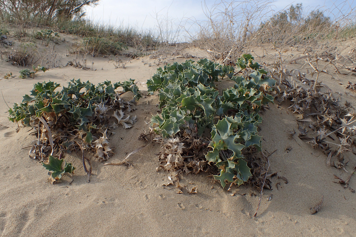 Image of Eryngium maritimum specimen.