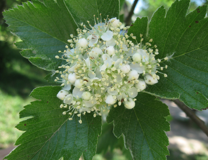 Image of Sorbus intermedia specimen.