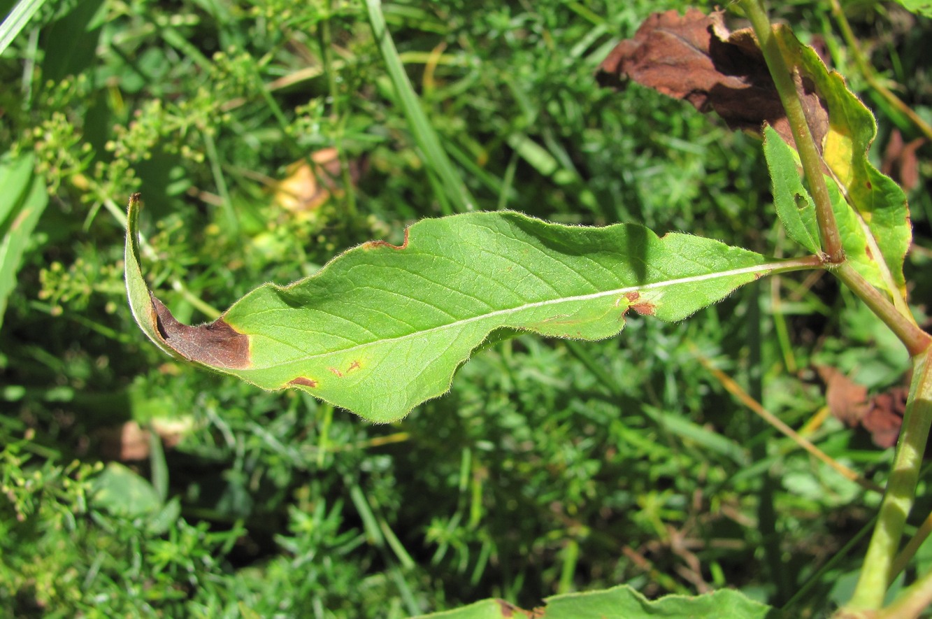 Image of Aconogonon panjutinii specimen.