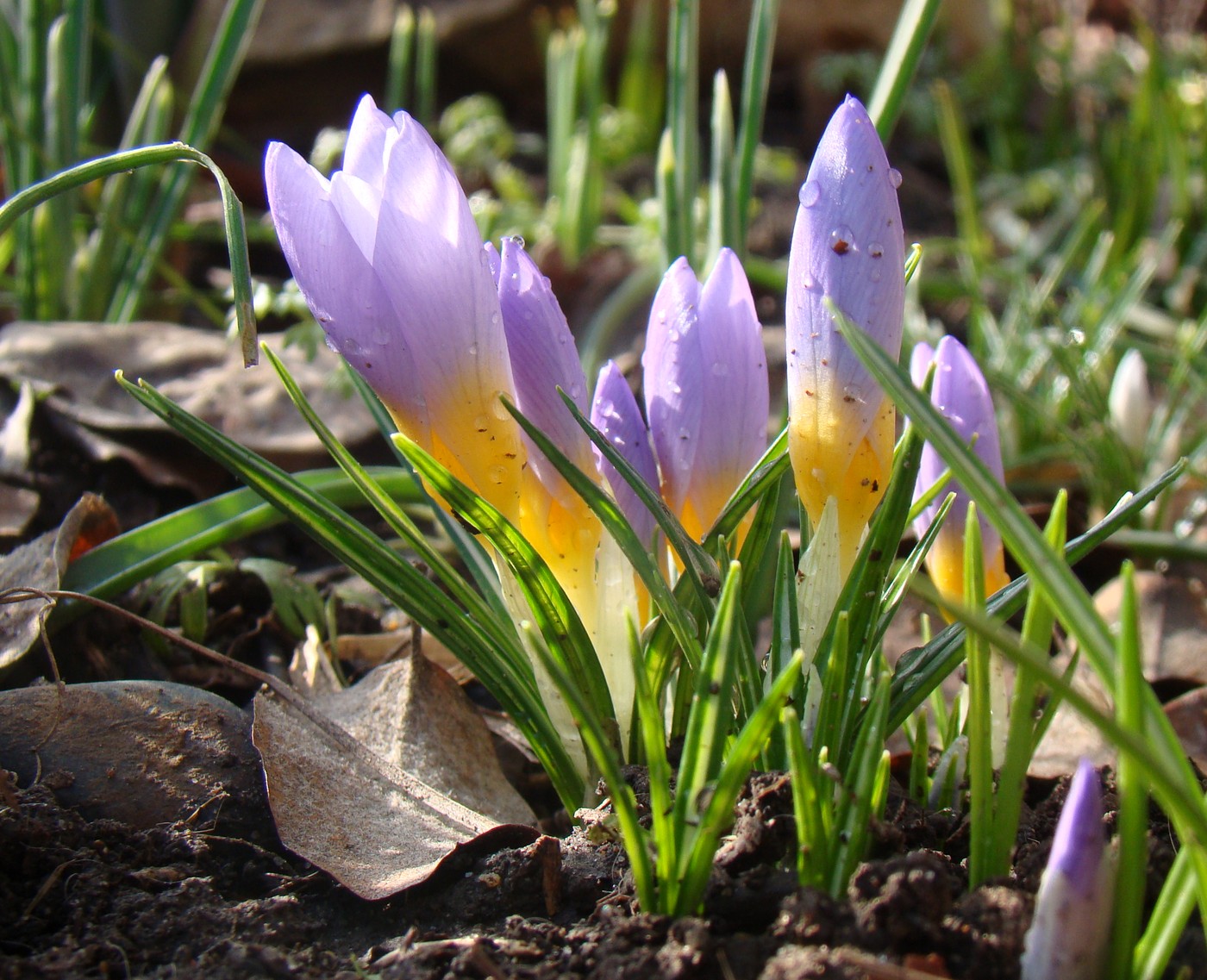 Image of Crocus sieberi ssp. atticus specimen.