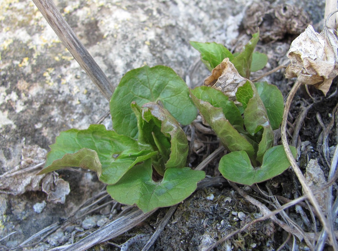 Изображение особи Valeriana tiliifolia.