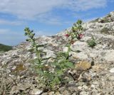 Scrophularia rupestris