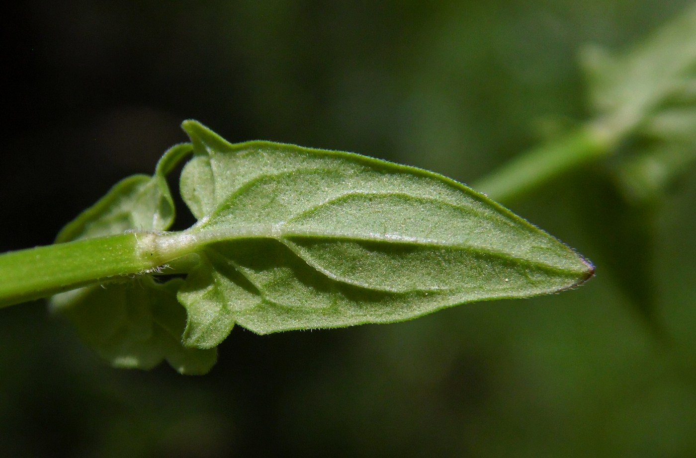 Изображение особи Scutellaria hastifolia.