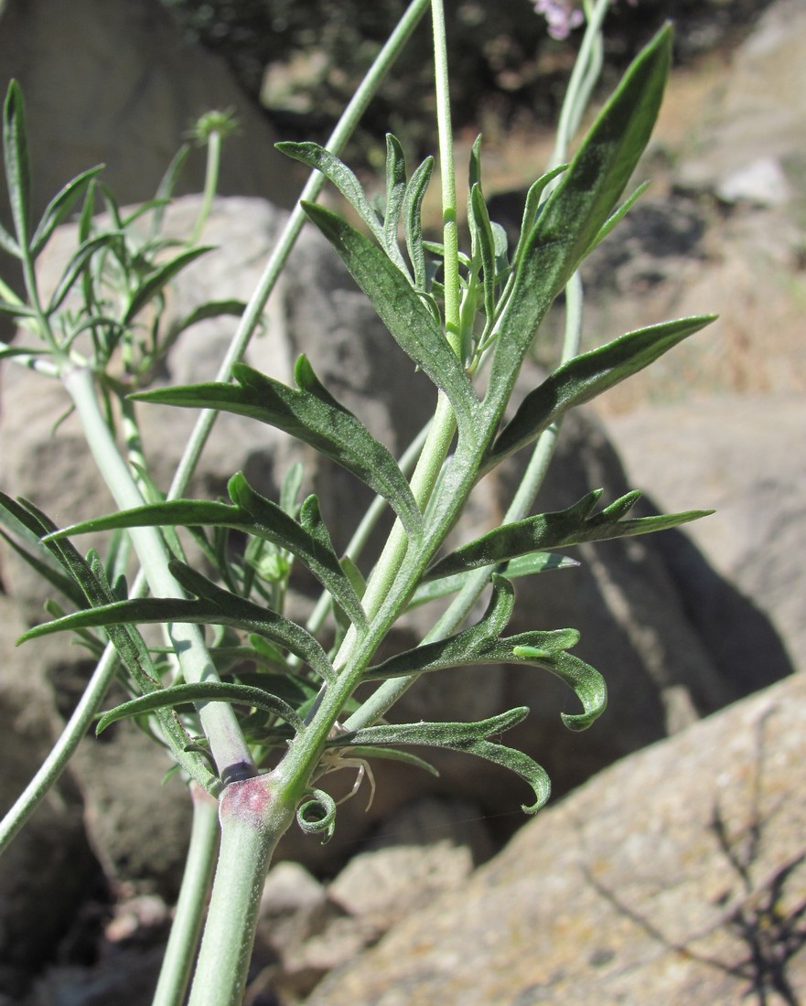 Image of genus Scabiosa specimen.