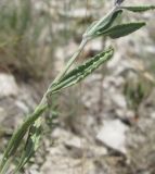 Teucrium canum