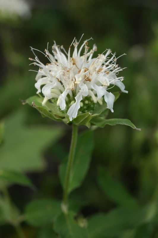 Изображение особи Monarda &times; hybrida.