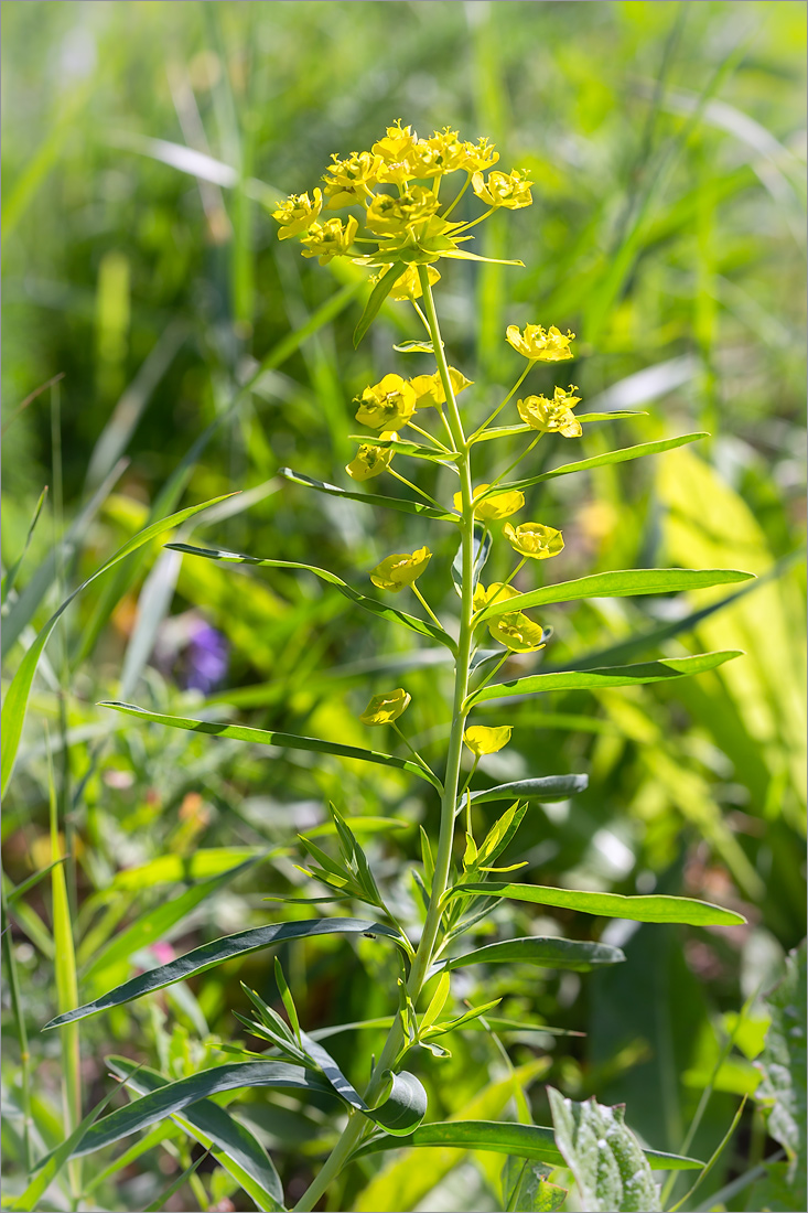 Image of Euphorbia virgata specimen.